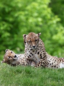 Preview wallpaper cheetahs, couple, grass, predators, lie