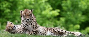 Preview wallpaper cheetahs, couple, grass, predators, lie