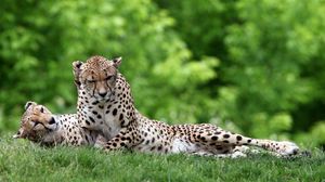 Preview wallpaper cheetahs, couple, grass, predators, lie