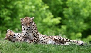 Preview wallpaper cheetahs, couple, grass, predators, lie