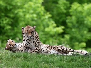 Preview wallpaper cheetahs, couple, grass, predators, lie