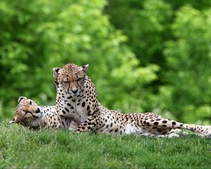 Preview wallpaper cheetahs, couple, grass, predators, lie