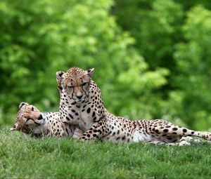 Preview wallpaper cheetahs, couple, grass, predators, lie