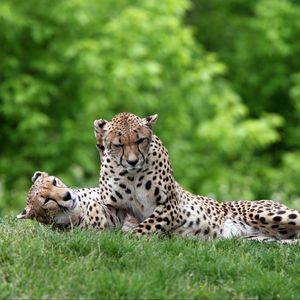 Preview wallpaper cheetahs, couple, grass, predators, lie