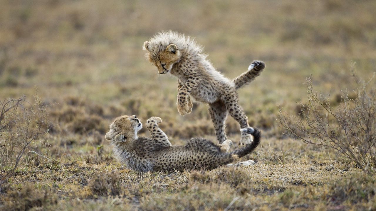 Wallpaper cheetahs, cubs, fighting, grass, playful