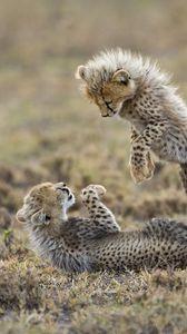 Preview wallpaper cheetahs, cubs, fighting, grass, playful