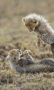 Preview wallpaper cheetahs, cubs, fighting, grass, playful