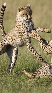 Preview wallpaper cheetahs, cubs, game, field