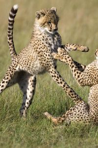 Preview wallpaper cheetahs, cubs, game, field