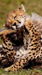 Preview wallpaper cheetahs, cubs, play, spotted
