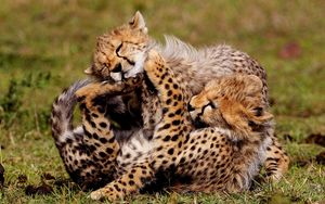 Preview wallpaper cheetahs, cubs, play, spotted