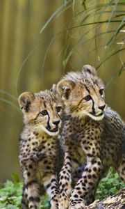 Preview wallpaper cheetahs, cubs, predators, wildlife