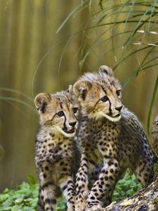 Preview wallpaper cheetahs, cubs, predators, wildlife