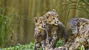 Preview wallpaper cheetahs, cubs, predators, wildlife