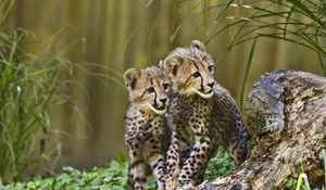 Preview wallpaper cheetahs, cubs, predators, wildlife