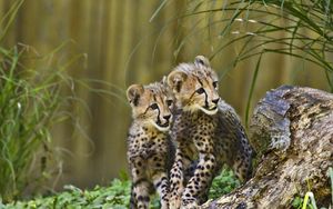 Preview wallpaper cheetahs, cubs, predators, wildlife