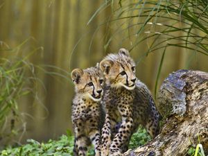 Preview wallpaper cheetahs, cubs, predators, wildlife