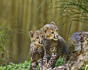 Preview wallpaper cheetahs, cubs, predators, wildlife