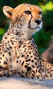 Preview wallpaper cheetahs, cubs, sitting, spotted, big cats, predators