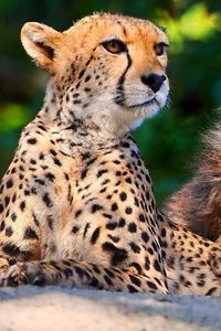 Preview wallpaper cheetahs, cubs, sitting, spotted, big cats, predators