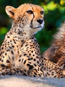 Preview wallpaper cheetahs, cubs, sitting, spotted, big cats, predators