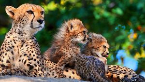 Preview wallpaper cheetahs, cubs, sitting, spotted, big cats, predators