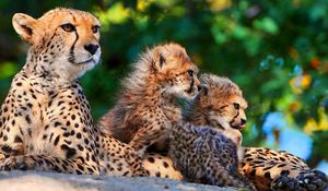 Preview wallpaper cheetahs, cubs, sitting, spotted, big cats, predators