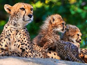 Preview wallpaper cheetahs, cubs, sitting, spotted, big cats, predators