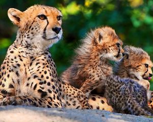 Preview wallpaper cheetahs, cubs, sitting, spotted, big cats, predators