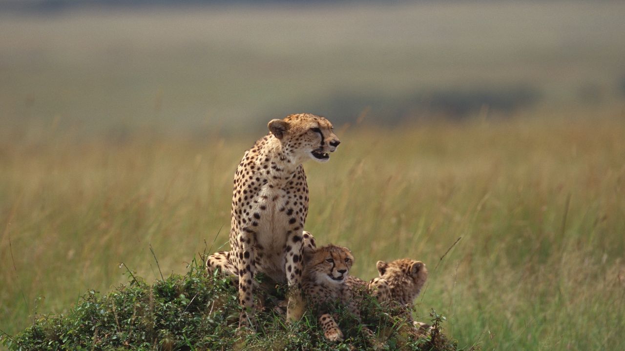 Wallpaper cheetahs, family, grass, lie