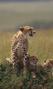 Preview wallpaper cheetahs, family, grass, lie