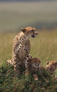 Preview wallpaper cheetahs, family, grass, lie