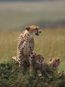 Preview wallpaper cheetahs, family, grass, lie