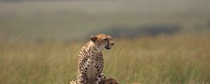 Preview wallpaper cheetahs, family, grass, lie