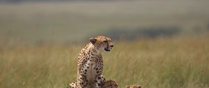 Preview wallpaper cheetahs, family, grass, lie