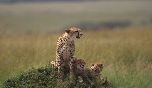 Preview wallpaper cheetahs, family, grass, lie