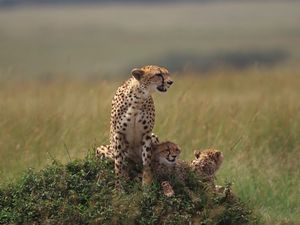 Preview wallpaper cheetahs, family, grass, lie