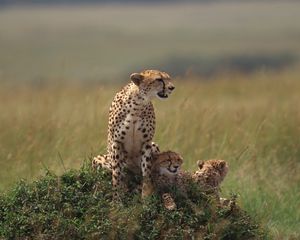 Preview wallpaper cheetahs, family, grass, lie