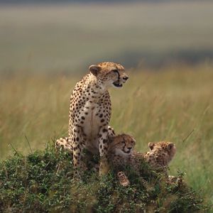 Preview wallpaper cheetahs, family, grass, lie