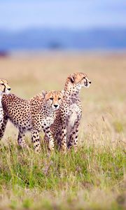 Preview wallpaper cheetahs, field, grass, three, predators