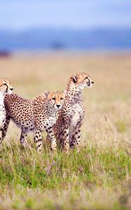 Preview wallpaper cheetahs, field, grass, three, predators