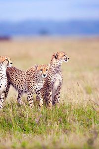 Preview wallpaper cheetahs, field, grass, three, predators