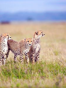 Preview wallpaper cheetahs, field, grass, three, predators