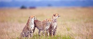 Preview wallpaper cheetahs, field, grass, three, predators