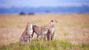 Preview wallpaper cheetahs, field, grass, three, predators