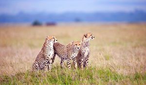 Preview wallpaper cheetahs, field, grass, three, predators