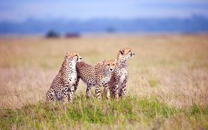 Preview wallpaper cheetahs, field, grass, three, predators