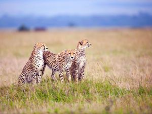 Preview wallpaper cheetahs, field, grass, three, predators