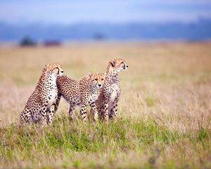 Preview wallpaper cheetahs, field, grass, three, predators