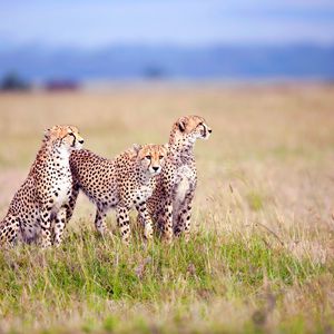 Preview wallpaper cheetahs, field, grass, three, predators